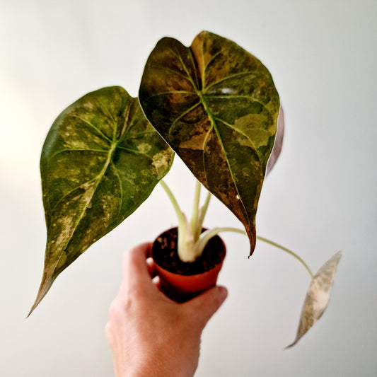 Alocasia Wentii Variegated Houseplant 7cm pot (2)