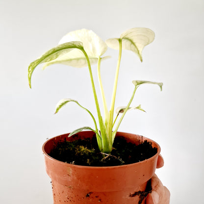 Monstera Deliciosa Mint Variegata Rare Houseplant 10.5cm pot (3)