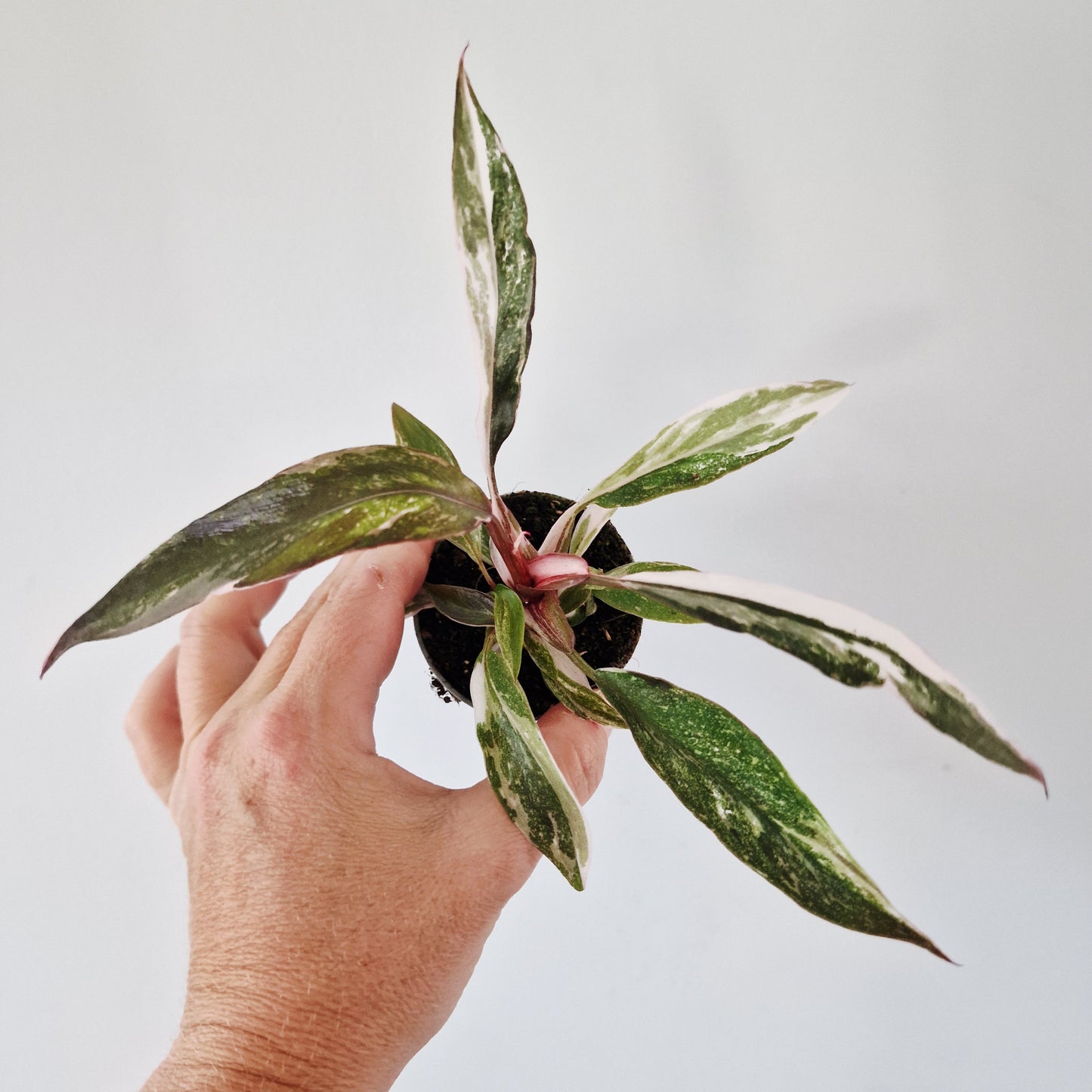 Philodendron Red Anderson Rare Houseplant 6cm pot