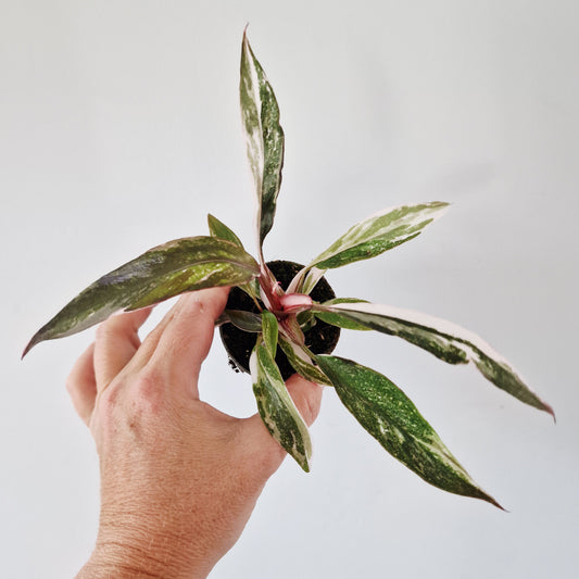 Philodendron Red Anderson Rare Houseplant 6cm pot