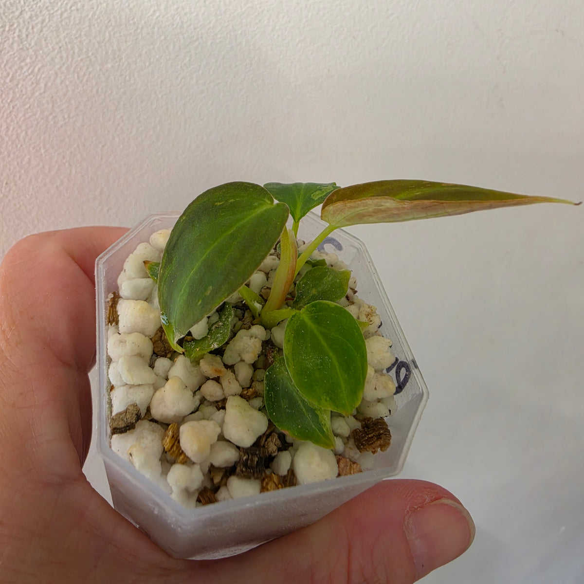 Philodendron Verrucosum Mint Variegata – Exact Plant #2