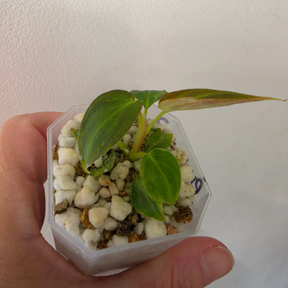 Philodendron Verrucosum Mint Variegata – Exact Plant #2