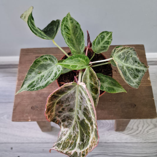 Anthurium Silver Blush – Mint Variegation – 12cm Pot