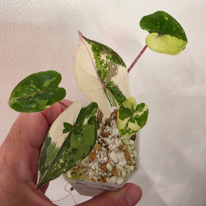 Alocasia Yucatan Princess Variegated – Exact Plant #4