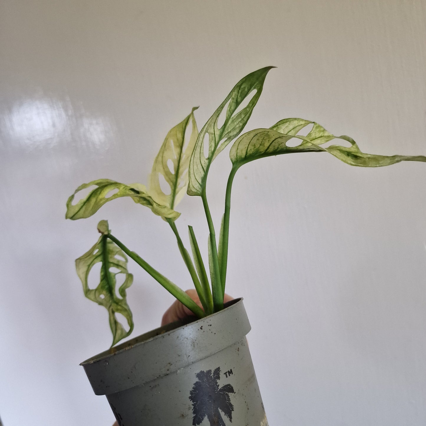 Monstera Adansonii Variegated #D