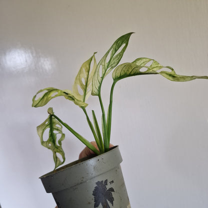 Monstera Adansonii Variegated #D