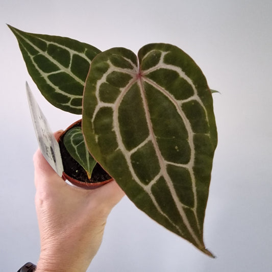 Anthurium ‘Michelle’ by DocBlock – 9cm Pot (#3)