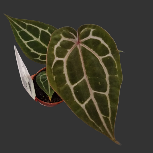 Anthurium ‘Michelle’ by DocBlock – 9cm Pot (#3)