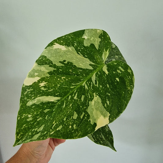 Monstera Thai Constellation Rare Houseplant 11cm pot (1h)