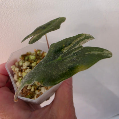 Alocasia Pink Nobilis Variegated – Fully Acclimatised | Exact Plant #2