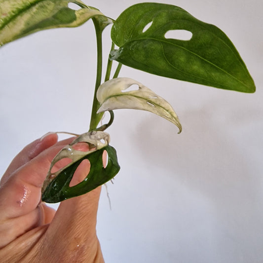Monstera Adansonii Variegated rooting in Water