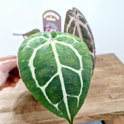 Anthurium Michelle by DocBlock Houseplant 9cm pot (3)