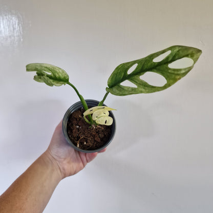 Monstera Adansonii Variegated #E