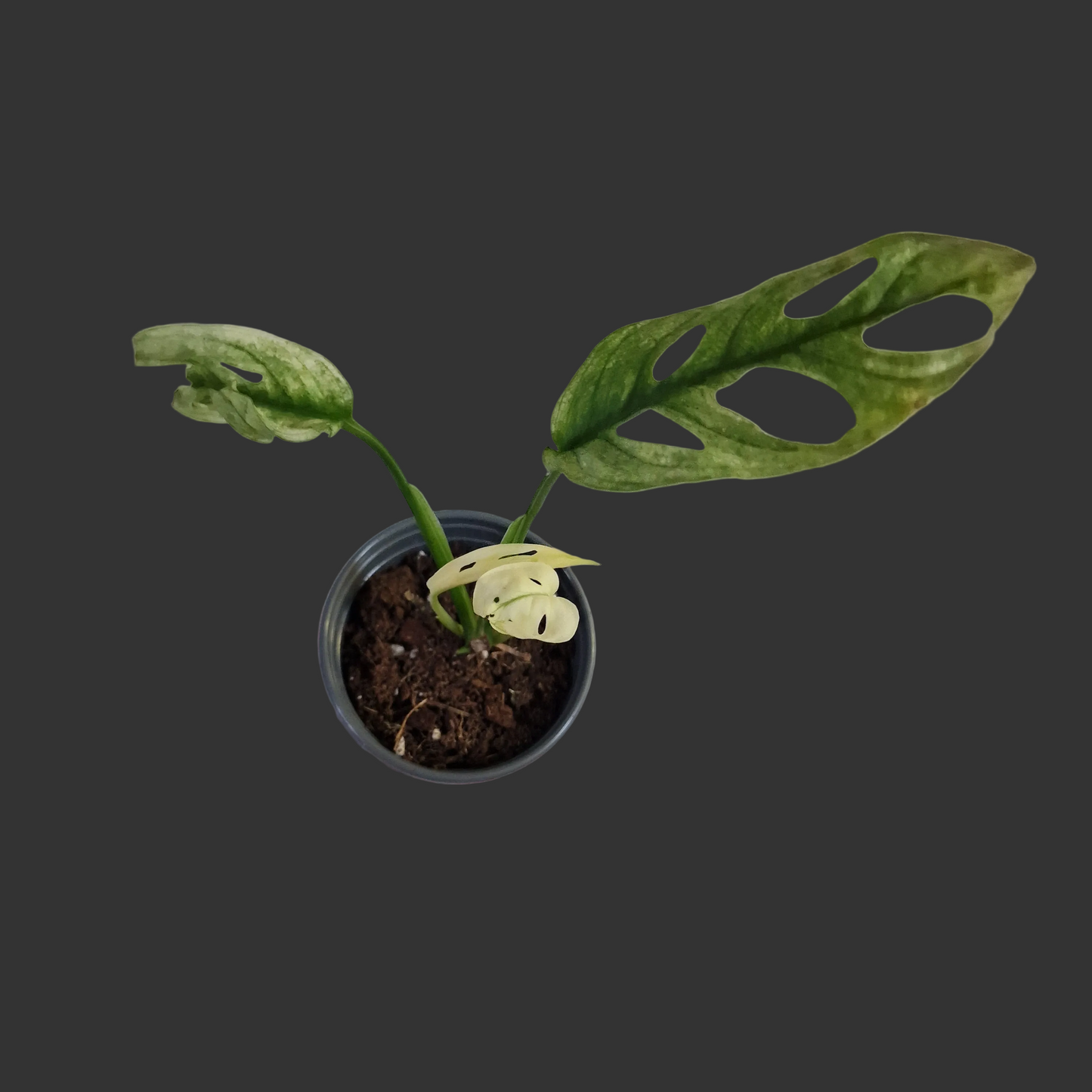 Monstera Adansonii Variegated #E