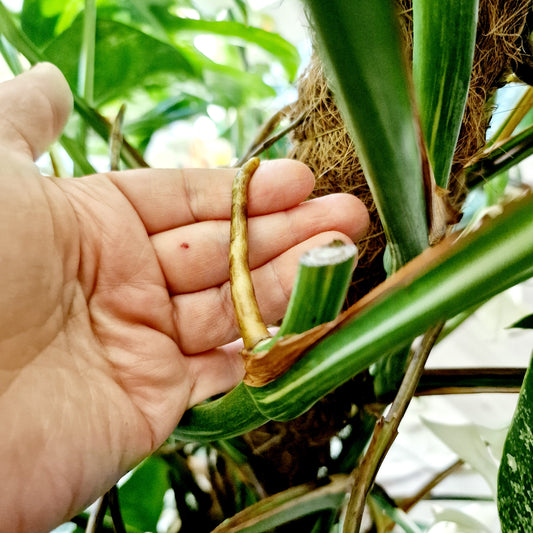 Monstera Albo Middle Leaf Cutting