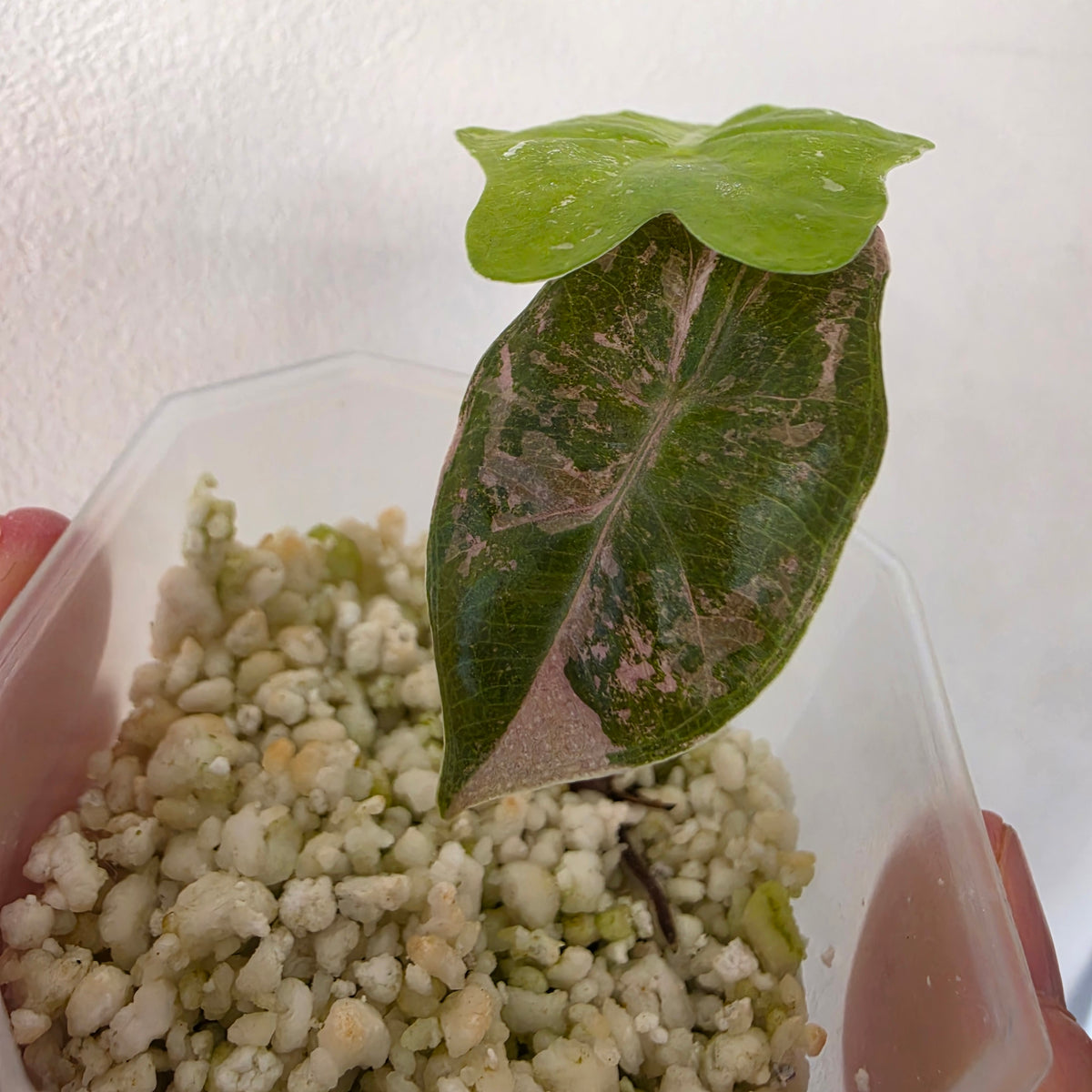 MIXED RARE PLANT BUNDLE - see description