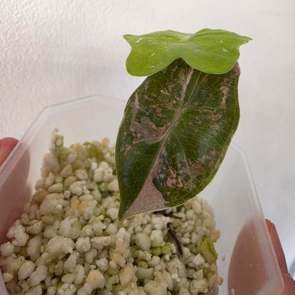 MIXED RARE PLANT BUNDLE - see description