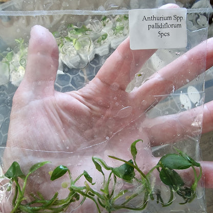 Tissue Culture Plant - Pre-order - please see description