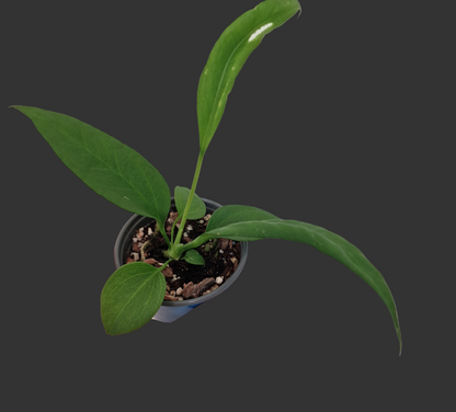 Anthurium Vittarifolium Rare Houseplant 9cm pot #2