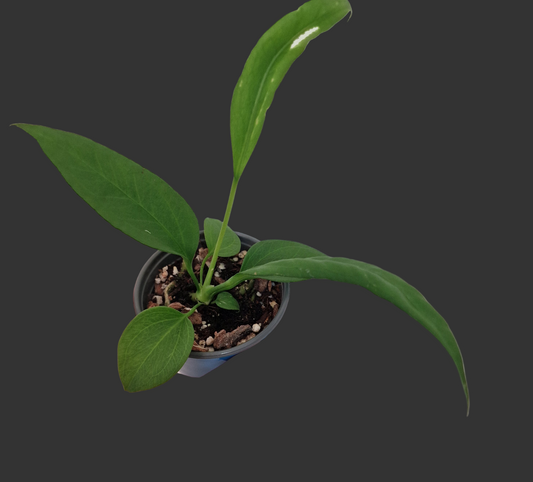 Anthurium Vittarifolium Rare Houseplant 9cm pot #2