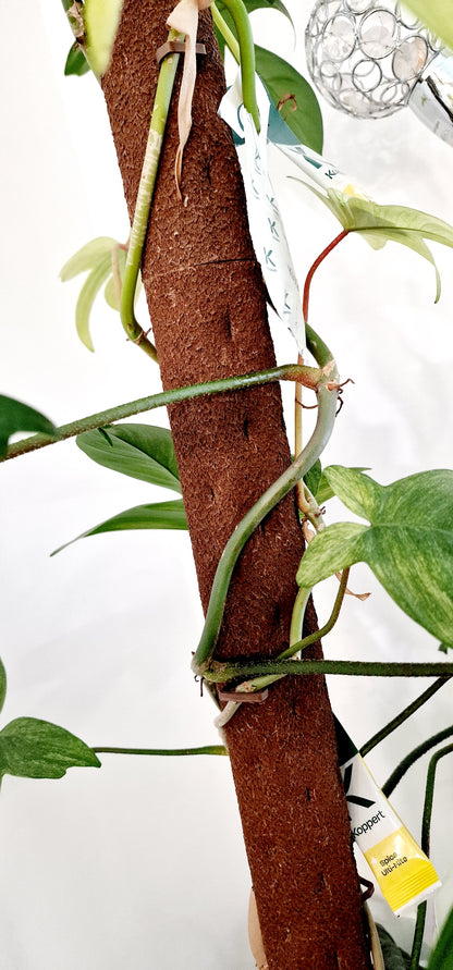 Kratiste Biobased Bark Effect 150cm length x 6cm wide Diameter Climbing Pole - Collection only
