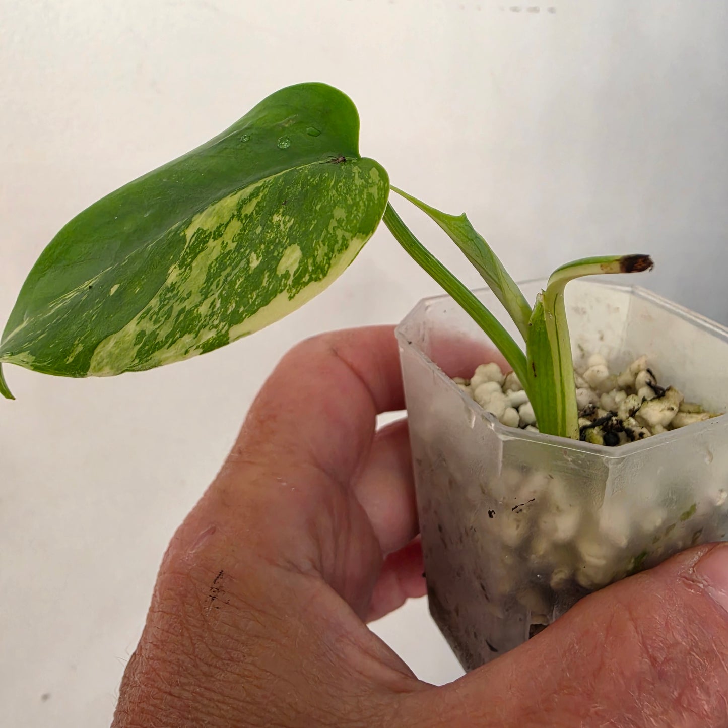 Monstera Lemon Pom Pom – Exact Plant No. 4 - See Description