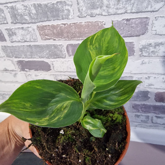 Musa Aurea Rare Houseplant 10.5cm pot (3)