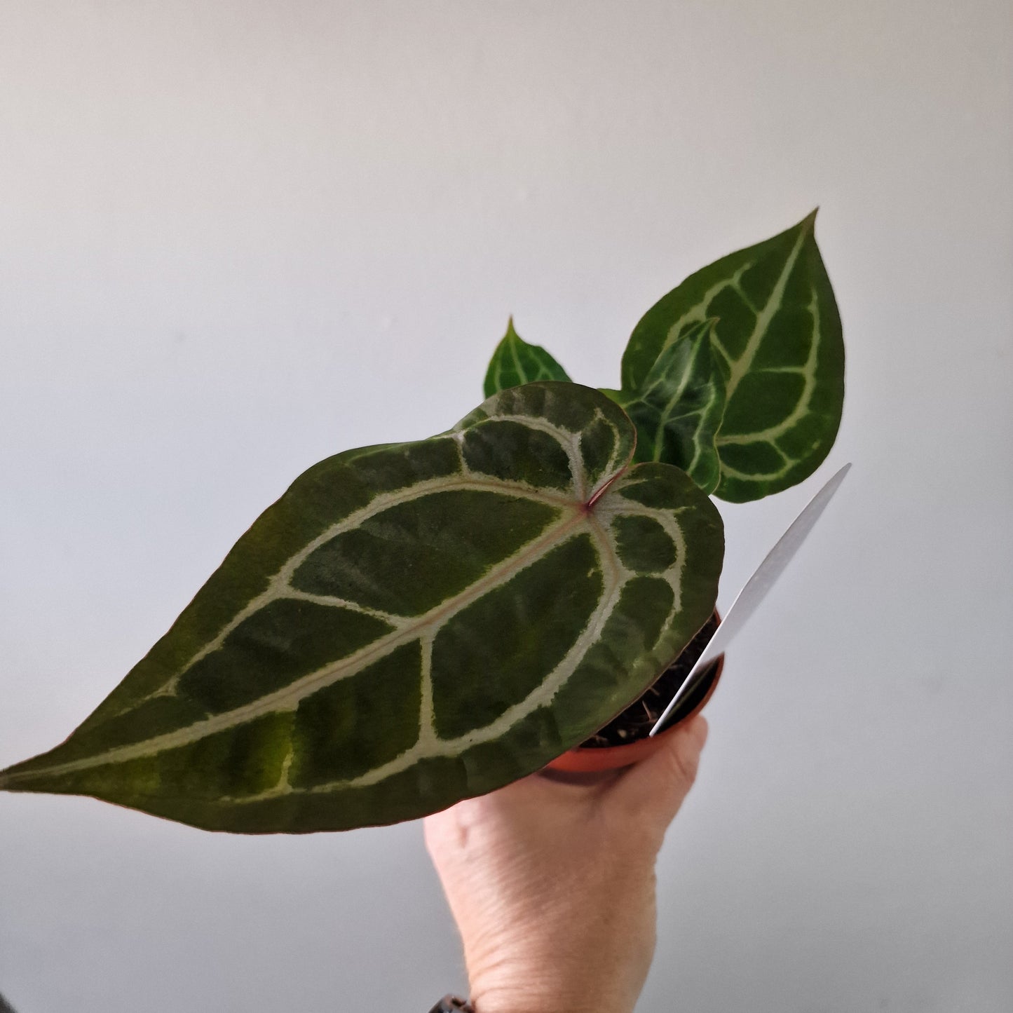 Anthurium ‘Michelle’ by DocBlock – 9cm Pot (#1)