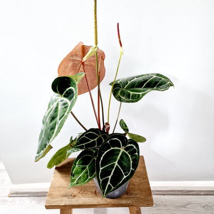 Anthurium Crystallinum x Karma Crystal Hybrid (multiple growing together) Houseplant 17cm pot (2)