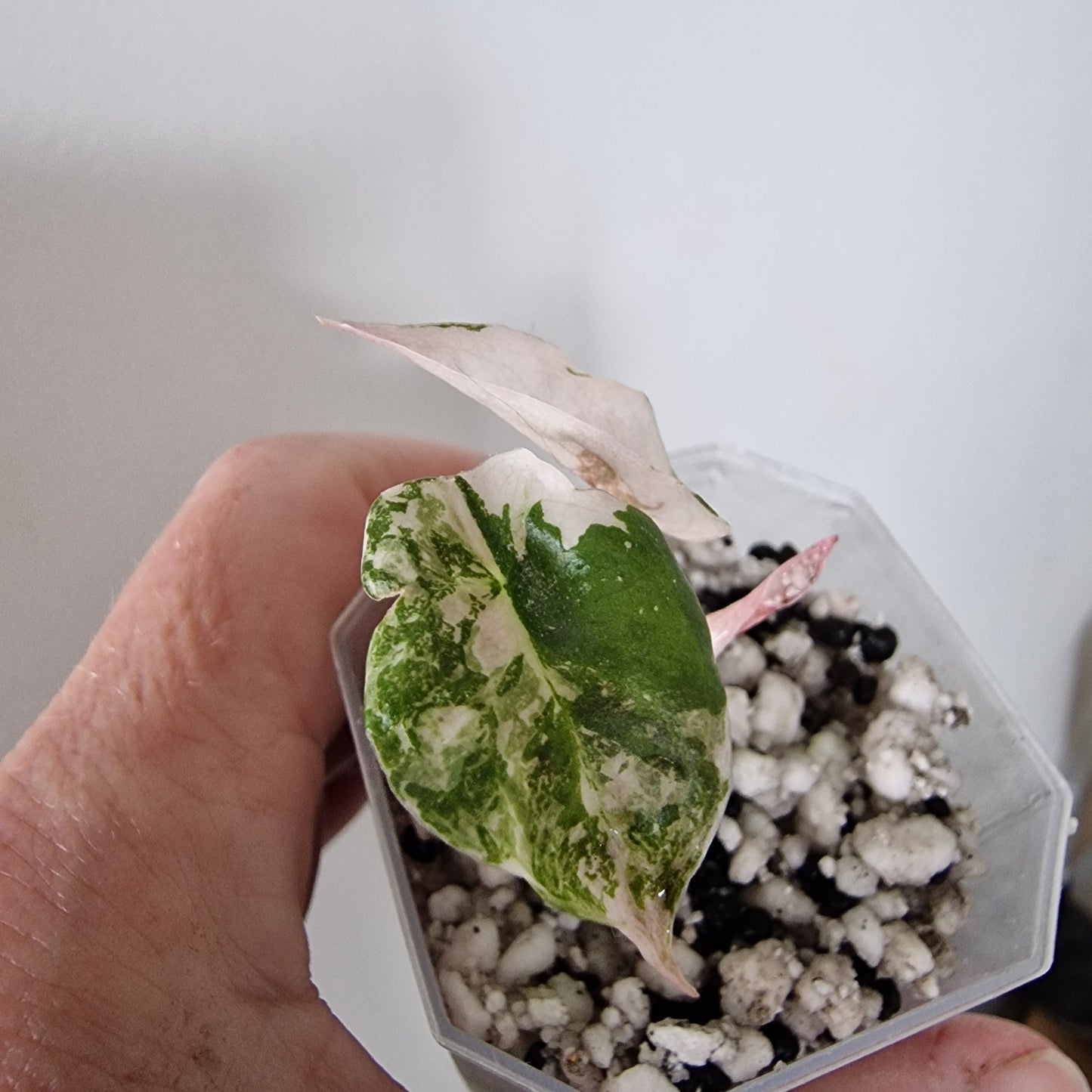 Alocasia Cuprea ‘Nom Yen’ Variegated – Tissue Culture Plant (#1)
