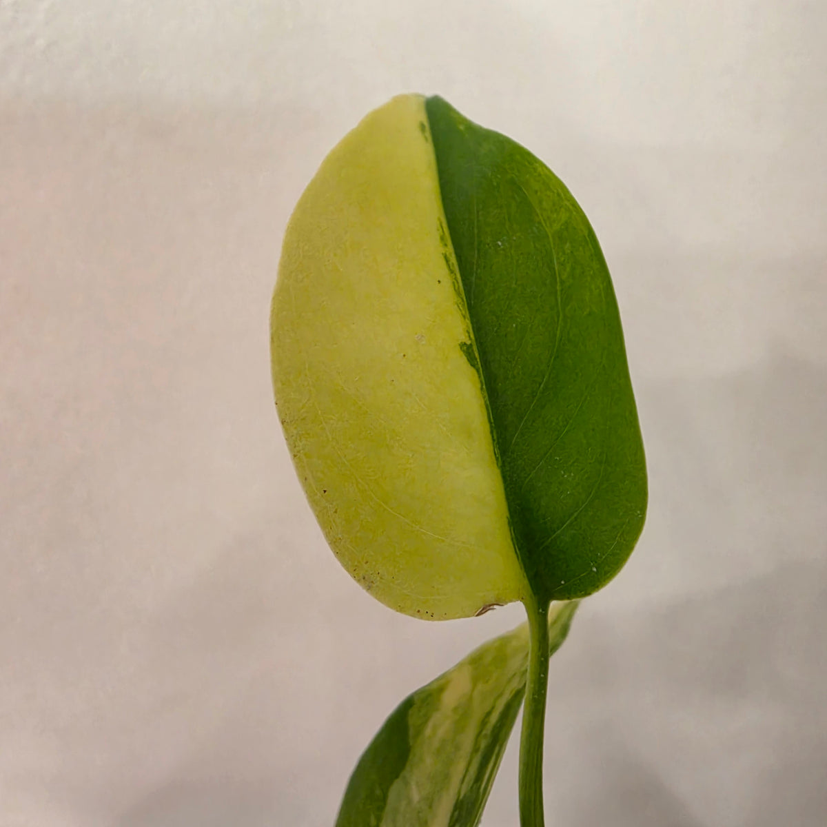 Monstera Yellow Marilyn Variegated – Exact Plant #1