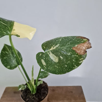 Monstera Thai Constellation Rare Houseplant 8cm pot (1)