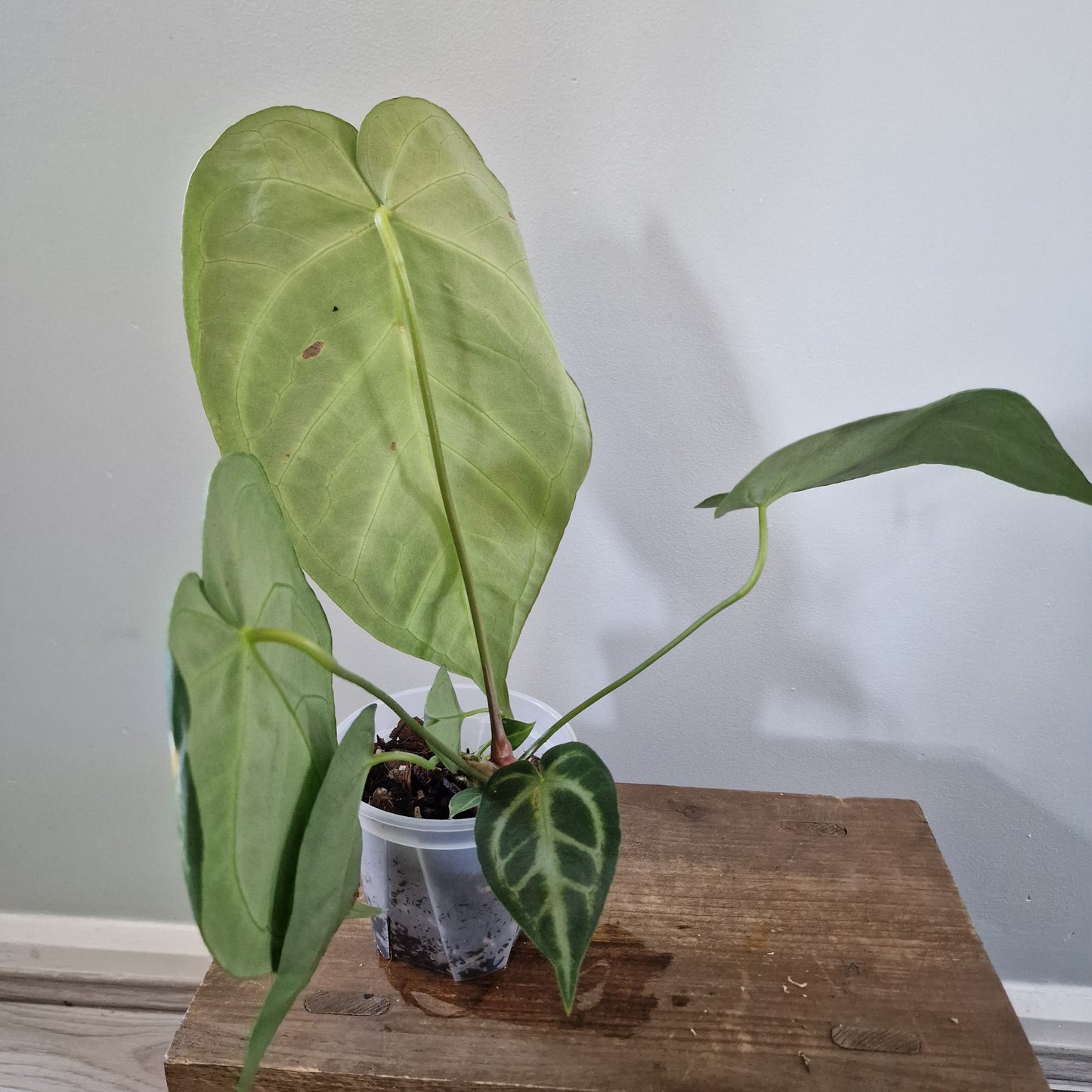Ecuagenera Rehab Anthurium Silver Blush x Anth magnificum 'Fantasy' (A2)