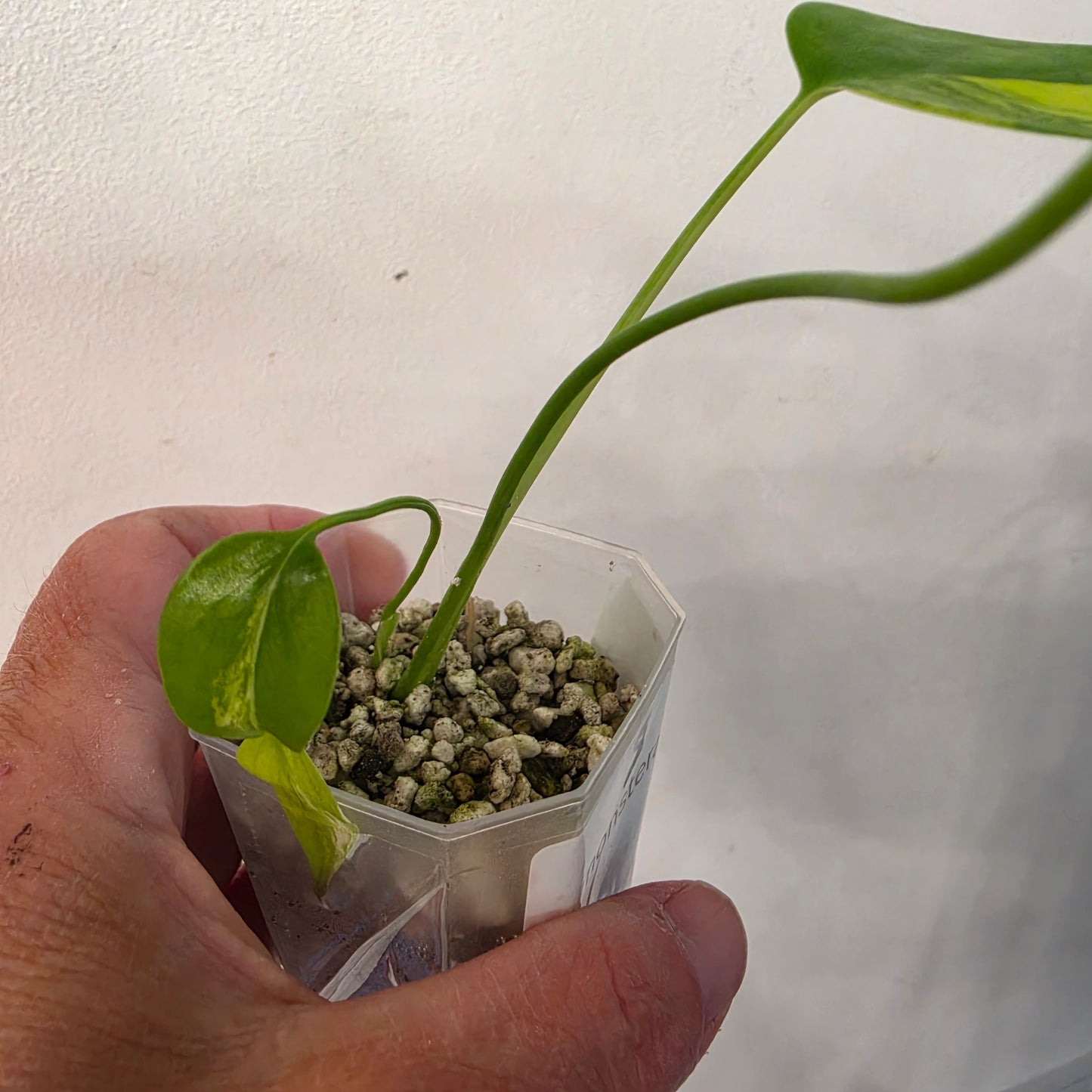 Monstera Aurea – Exact Plant No. 8 - See Description