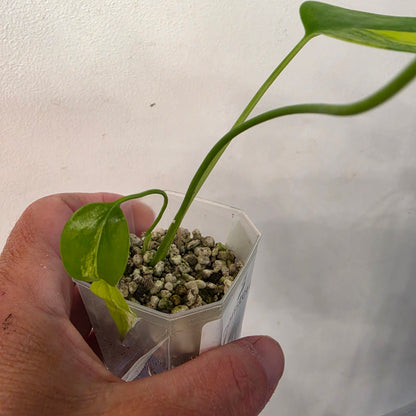 Monstera Aurea – Exact Plant No. 8 - See Description