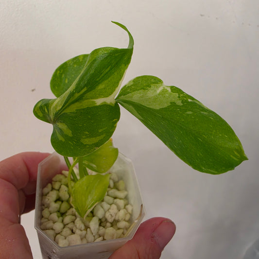 Monstera Electrolight – Exact Plant No. 6  - See Description