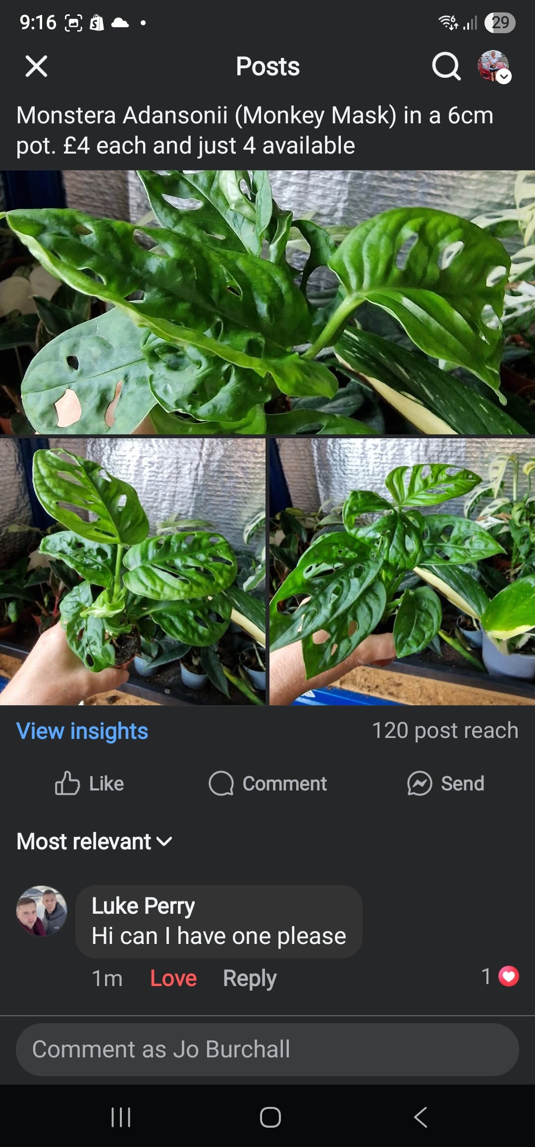Sunday Sale Luke Adansonii
