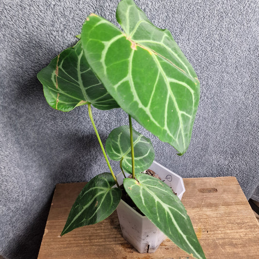 Anthurium Magnificum Ecuagenera Import (q) worth £30 – Rehab Plant