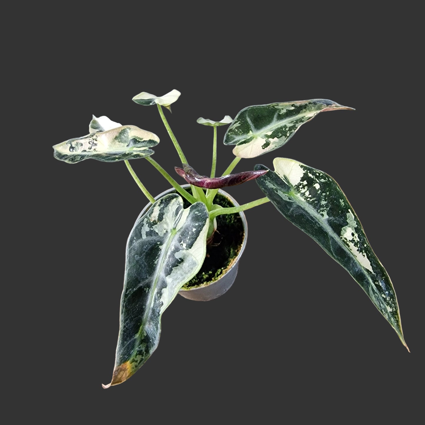 Alocasia Green Bambino Variegated Rare Houseplant 6cm pot (2)