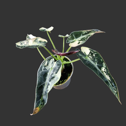 Alocasia Green Bambino Variegated Rare Houseplant 6cm pot (2)