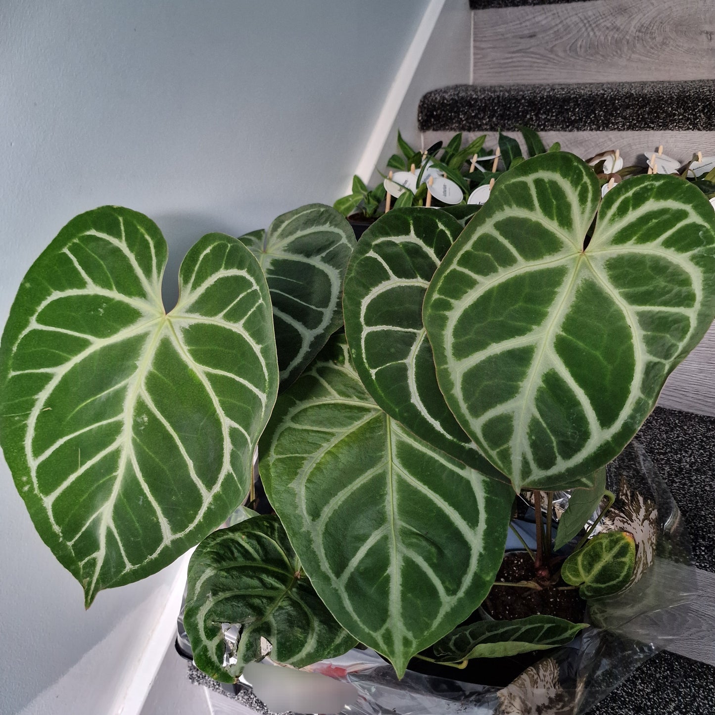 Anthurium Magnificum – 12cm Pot