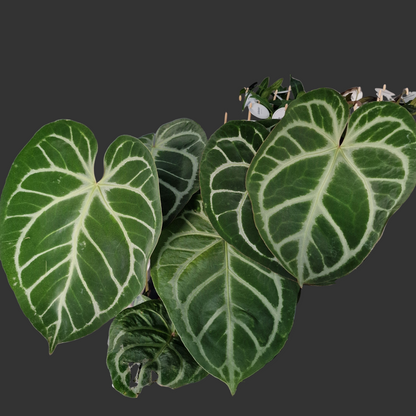 Anthurium Magnificum – 12cm Pot