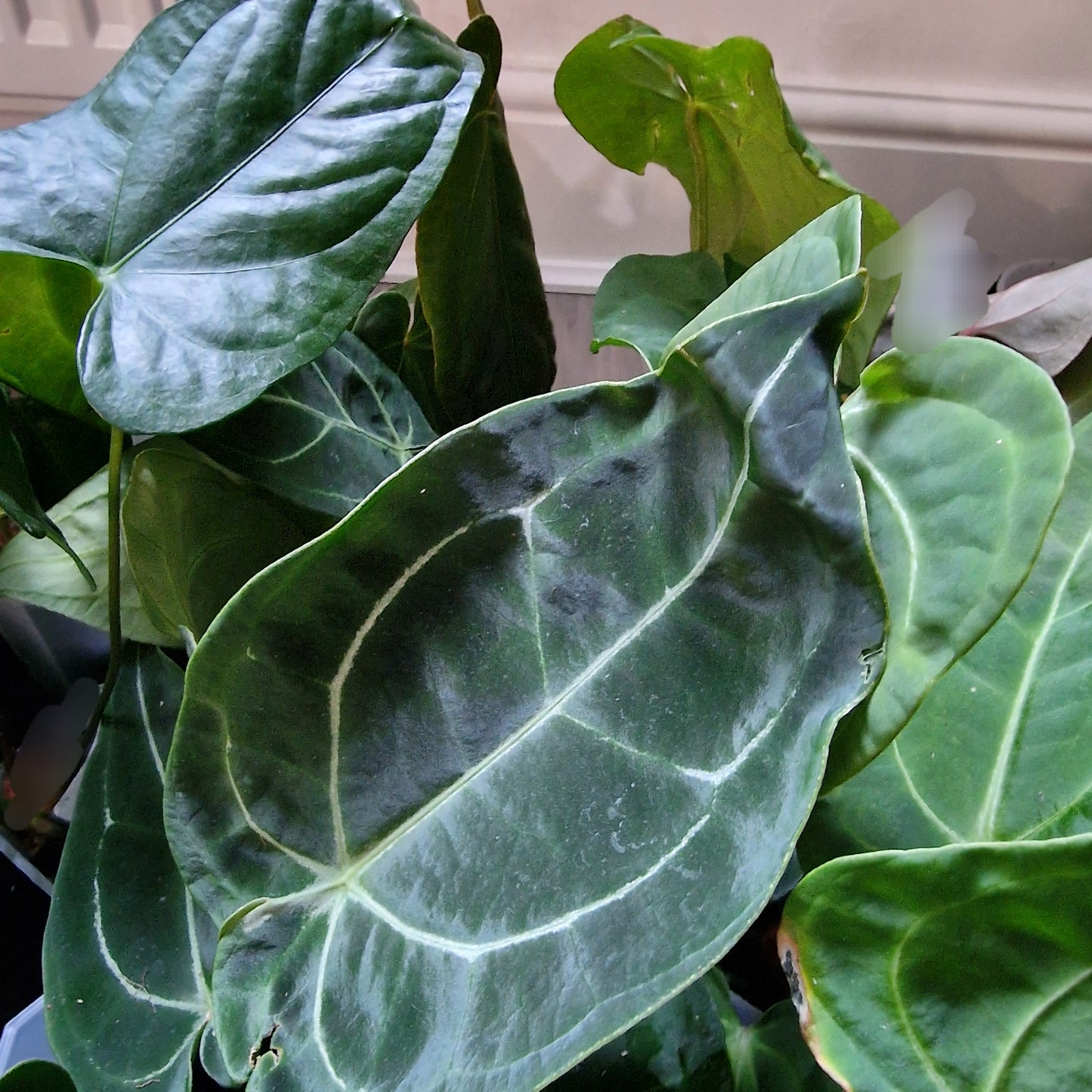 Mystery Ecuagenera Rehab Plant – £25