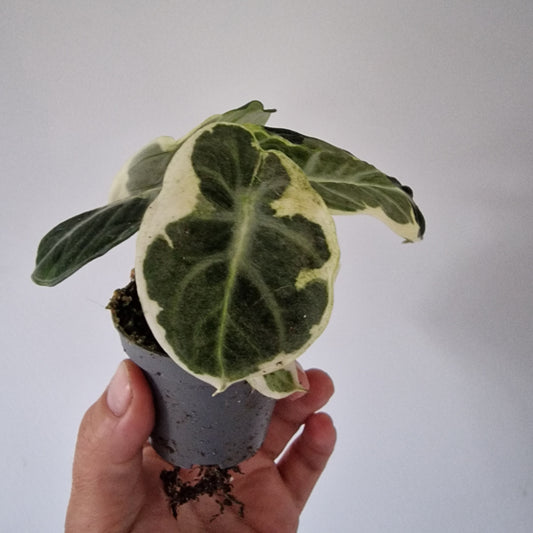 Alocasia Ninja Variegated Houseplant 6cm pot (1)