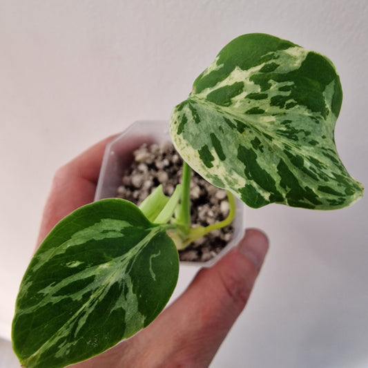 Monstera Bulbasaur see description