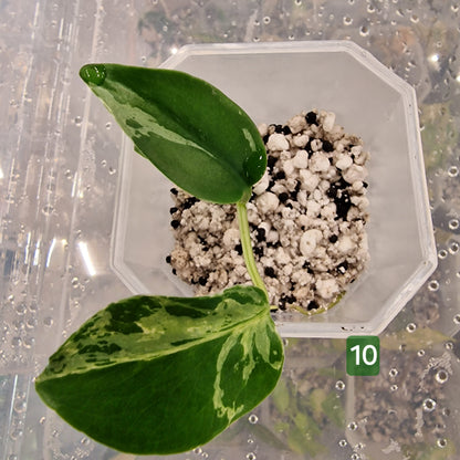 Monstera Bulbasaur – Choose Your Exact Plant (Acclimatising TC Batch) see description