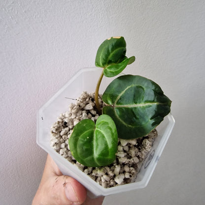 Anthurium Wonderboy × Michelle exact plant (#2)