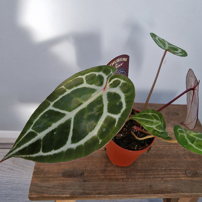 Anthurium Michelle by DocBlock – 9cm Pot (#4)