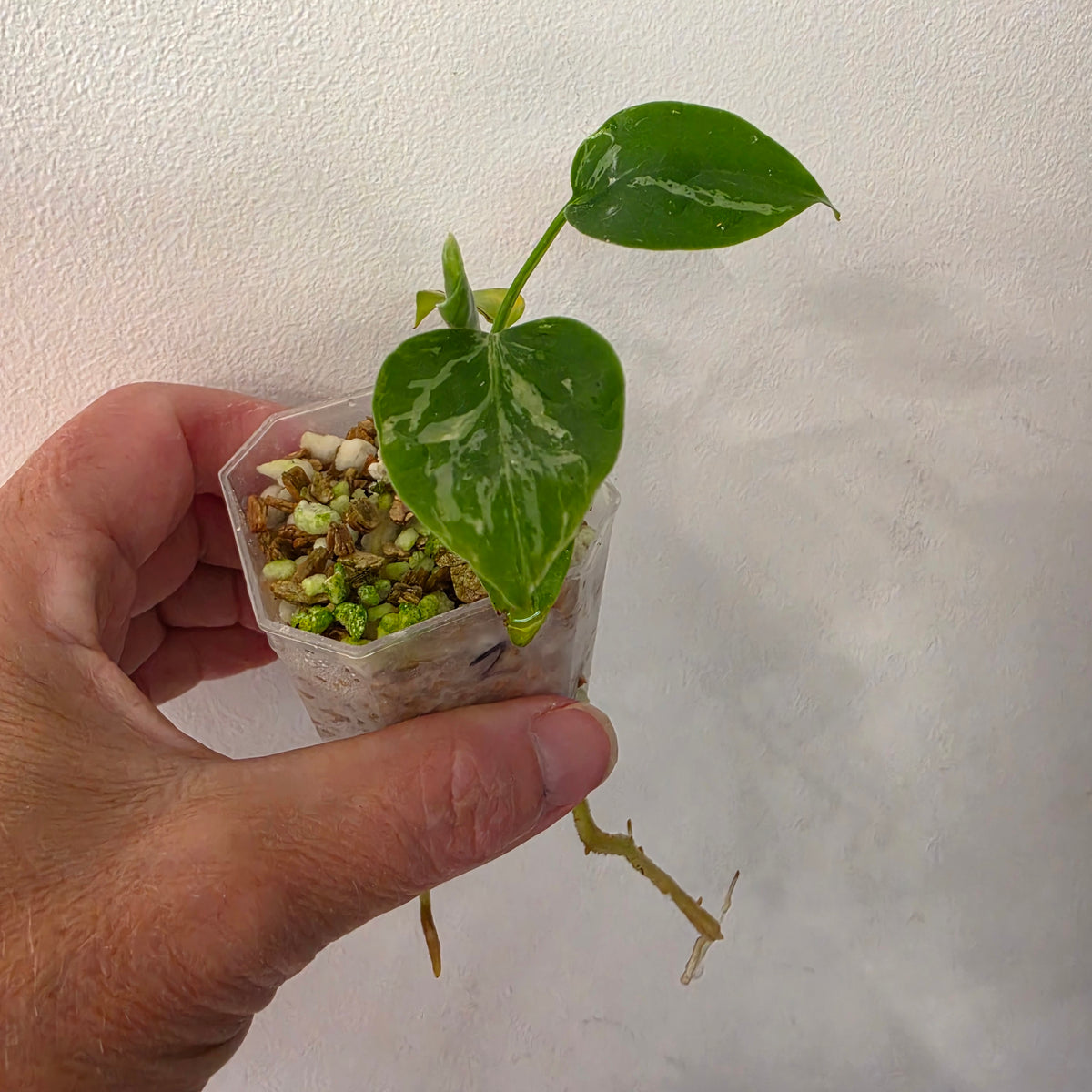 Monstera Bulbasaur – Fully Acclimatised | Exact Plant #2