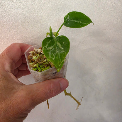 Monstera Bulbasaur – Fully Acclimatised | Exact Plant #2